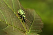 An unidentified beetle