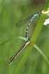 Northern Damselfly in tandem during mating
