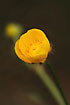 Photo ofCreeping Buttercup (Ranunculus repens). Photographer: 