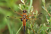 Four-spotted Darter
