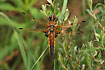 Four-spotted Darter