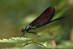 Photo ofBeautiful Demoiselle (Calopteryx virgo). Photographer: 