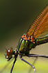 Foto af Blvinget Pragtvandnymfe (Calopteryx virgo). Fotograf: 