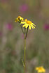 Foto af Gul Okseje (Chrysanthemum segetum). Fotograf: 