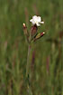 Photo ofWhite Campion (Silene latifolia). Photographer: 