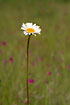 Photo ofOxeye Daisy (Leucanthemum vulgare). Photographer: 