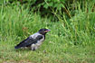 Hodeed Crow juvenile