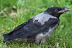 Hooded Crow juvenile