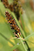 Photo ofTrue Fox-sedge (Carex vulpina). Photographer: 