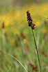 Foto af Rve-star (Carex vulpina). Fotograf: 