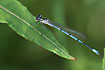 Azure Damselfly with somewhat reduced markings