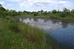 Pond by Moesgaard with Irish Damselfly, Leaf Frog and True Fox-Sedge