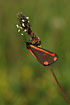 Photo ofCinnabar moth (Tyria jacobaeae). Photographer: 