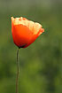 Photo ofLong-headed Poppy (Papaver dubium). Photographer: 