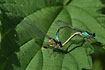 Blue-tailed Damselfly in mating wheel