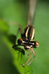 Photo ofWhite-legged Damselfly (Platycnemis pennipes). Photographer: 