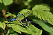 Common Blue Damselfly in mating wheel