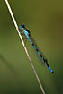 Photo ofCommon Blue Damselfly (Enallagma cyathigerum). Photographer: 