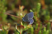 Photo ofCranberry blue (Vacciniina optilete). Photographer: 