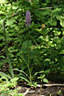 Foto af Skov-Ggeurt (Dactylorhiza maculata ssp. fuchsii). Fotograf: 