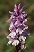 Common Spotted-Orchid on Hvbleget