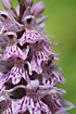 Common Spotted-Orchid closeup with the plantbug Anthocoris nemorum