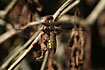 Broad-Bodied Chaser