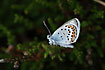 Silver-Studded Blue