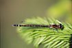 Photo ofIrish Damselfly (Coenagrion lunulatum). Photographer: 