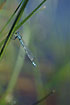 Irish Damselfly male from a previously unknown dansih population