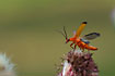 A beetle (Rhangonycha fulva) is flying away