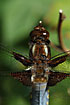 Broad-bodied Chaser closeup of male