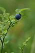 Foto af Blbr (Vaccinium myrtillus). Fotograf: 