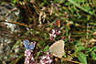 Three species of butterflies on the same plant