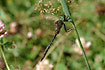 Photo ofYellow-spotted Dragonfly (Somatochlora flavomaculata). Photographer: 