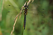 Foto af Plettet Smaragdlibel (Somatochlora flavomaculata). Fotograf: 