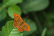 A male Silver-washed Fritillary