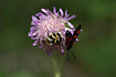 The beetle Trichius fasciatus together with a burnet moth