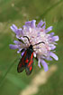 The burnet moth Zygaena osterodensis