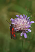 The burnet moth named Zygaena osterodensis