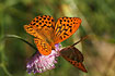 Two Silver-washed Fritillaries on one flower