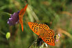 Two Silver-washed Fritillaries