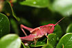 Photo ofCommon Field Grasshopper (Chorthippus brunneus). Photographer: 