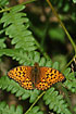 A male High Brown Fritillary is resting on the vegetation