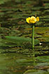 Photo ofYellow Water-Lily (Nuphar lutea). Photographer: 