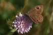 Fouraging Large Wall Brown