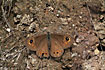 Large Wall Brown resting on the ground
