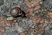 Unidentified snail crossing a granite rock