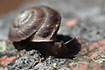 Unidentified snail