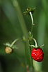 Photo ofWild Strawberry (Fragaria vesca). Photographer: 
